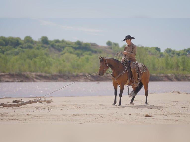 American Quarter Horse Giumenta 6 Anni Baio ciliegia in Byers