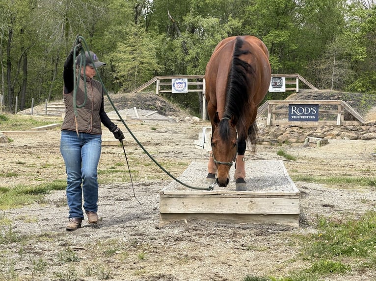 American Quarter Horse Giumenta 6 Anni Baio ciliegia in North Lawrence