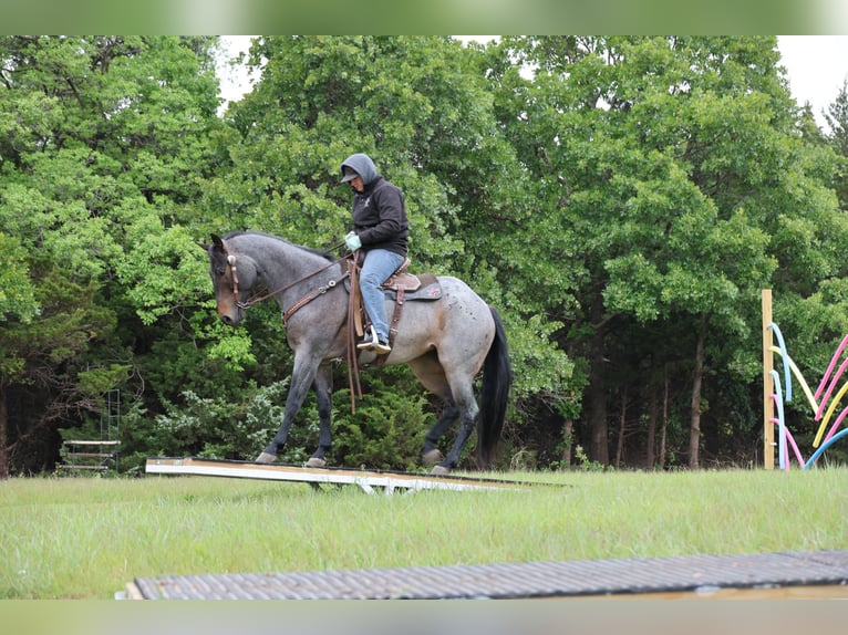 American Quarter Horse Giumenta 6 Anni Baio roano in Ripley