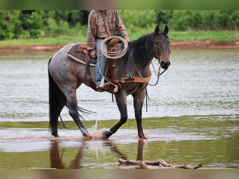 American Quarter Horse Giumenta 6 Anni Baio roano in Ripley
