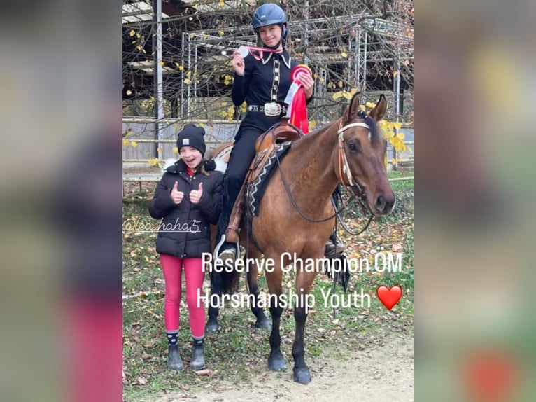 American Quarter Horse Giumenta 6 Anni Falbo in PongratzenEibiswald