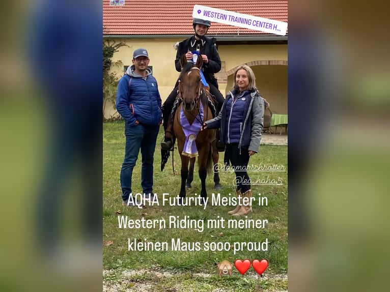 American Quarter Horse Giumenta 6 Anni Falbo in PongratzenEibiswald