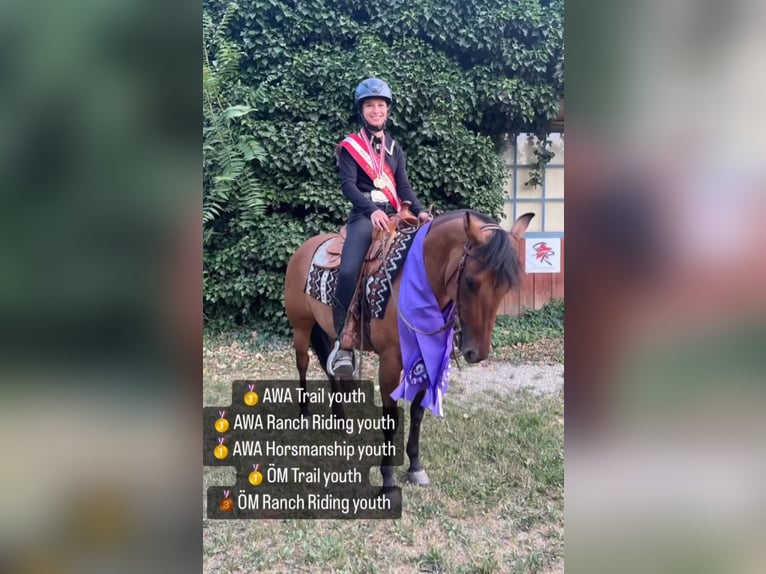 American Quarter Horse Giumenta 6 Anni Falbo in PongratzenEibiswald