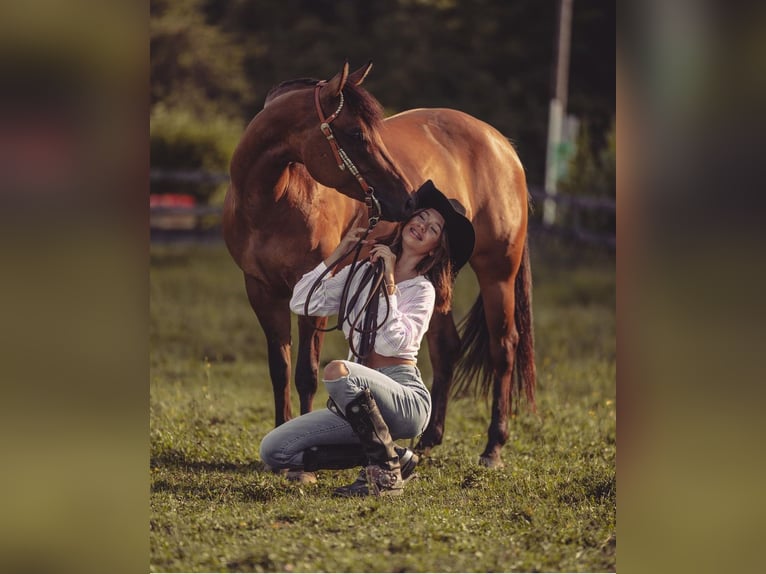 American Quarter Horse Giumenta 6 Anni Falbo in PongratzenEibiswald