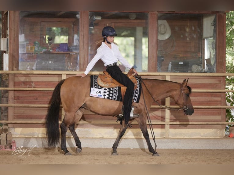 American Quarter Horse Giumenta 6 Anni Falbo in PongratzenEibiswald