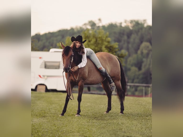 American Quarter Horse Giumenta 6 Anni Falbo in PongratzenEibiswald