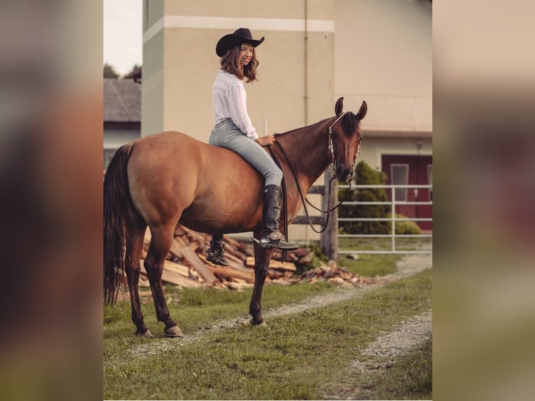 American Quarter Horse Giumenta 6 Anni Falbo in PongratzenEibiswald