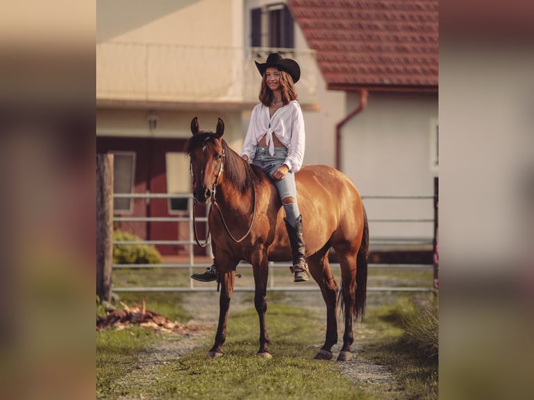 American Quarter Horse Giumenta 6 Anni Falbo in PongratzenEibiswald