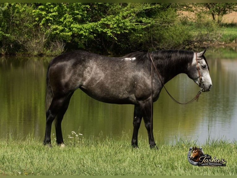 American Quarter Horse Giumenta 6 Anni Grigio in Henderson