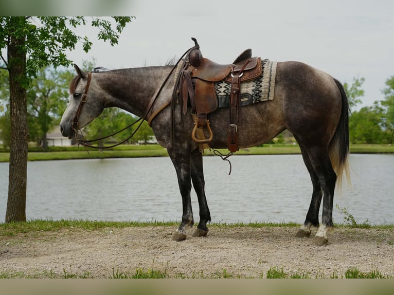 American Quarter Horse Giumenta 6 Anni Grigio in Brandon