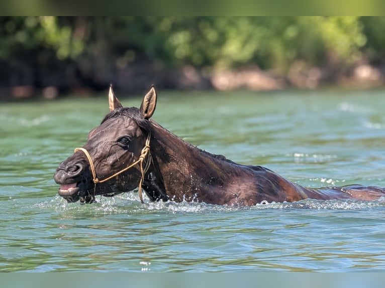 American Quarter Horse Giumenta 6 Anni Grullo in CAUMONT