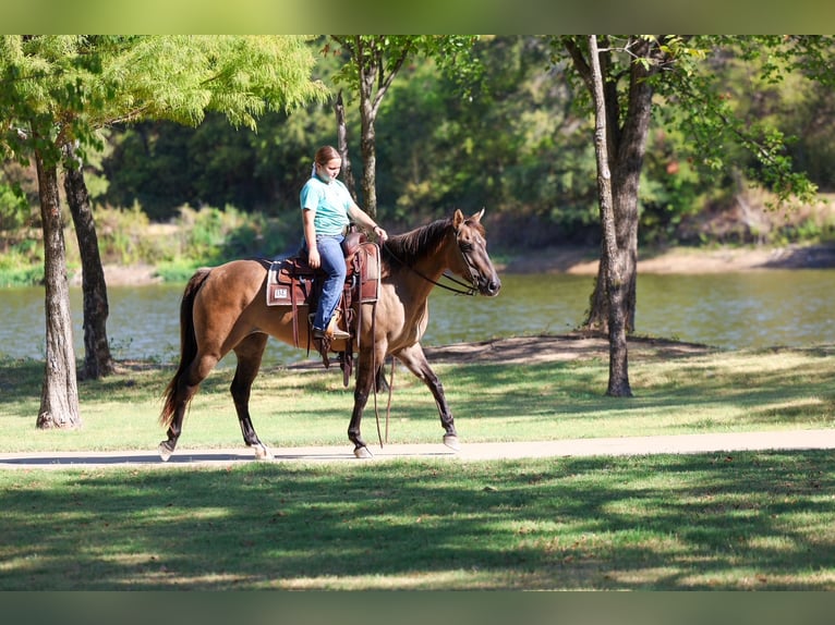 American Quarter Horse Giumenta 6 Anni Grullo in Terrell