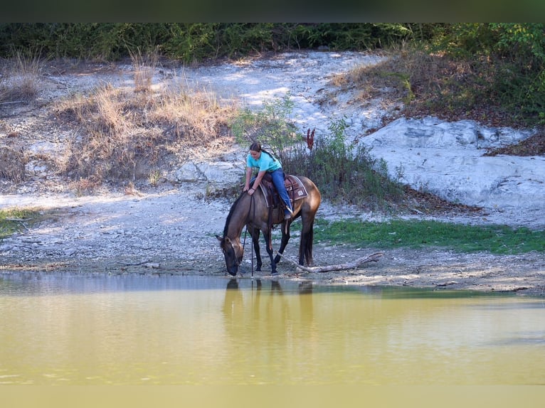 American Quarter Horse Giumenta 6 Anni Grullo in Terrell
