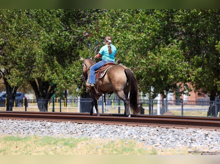 American Quarter Horse Giumenta 6 Anni Grullo in Terrell