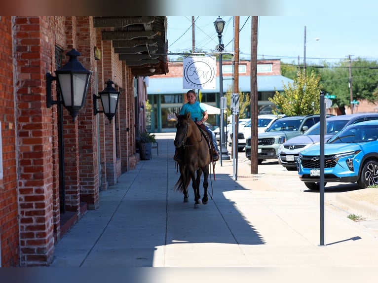 American Quarter Horse Giumenta 6 Anni Grullo in Terrell