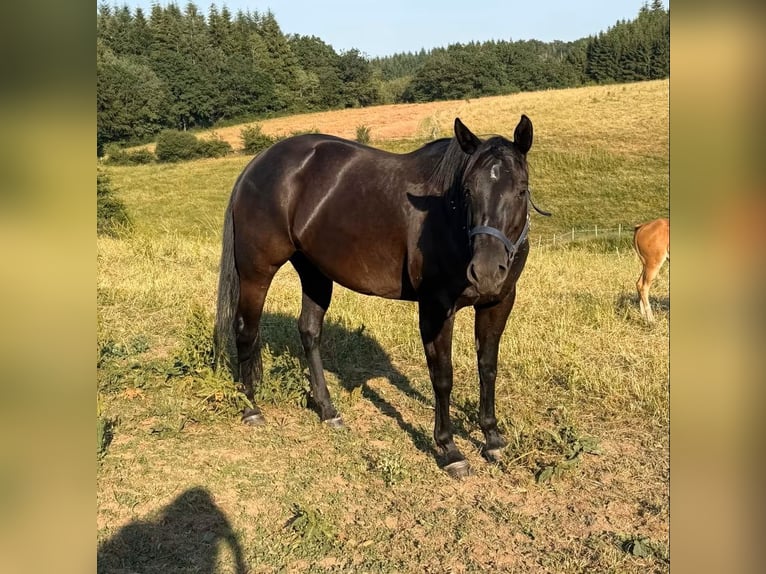 American Quarter Horse Giumenta 6 Anni Morello in Daleiden