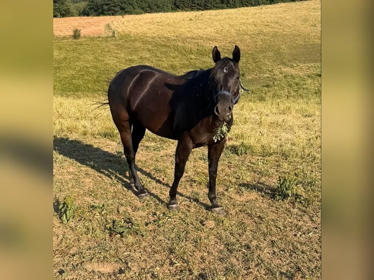 American Quarter Horse Giumenta 6 Anni Morello in Daleiden