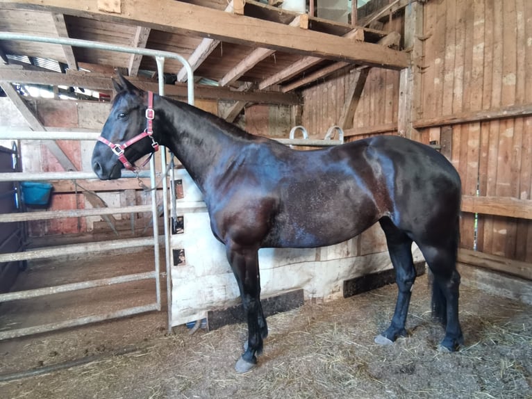 American Quarter Horse Giumenta 6 Anni Morello in Gruibingen