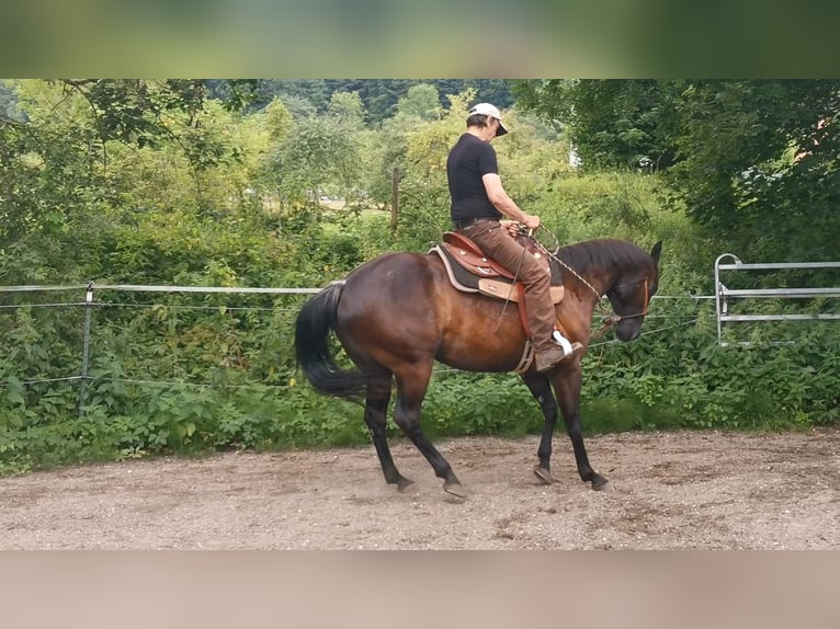 American Quarter Horse Giumenta 6 Anni Morello in Gruibingen