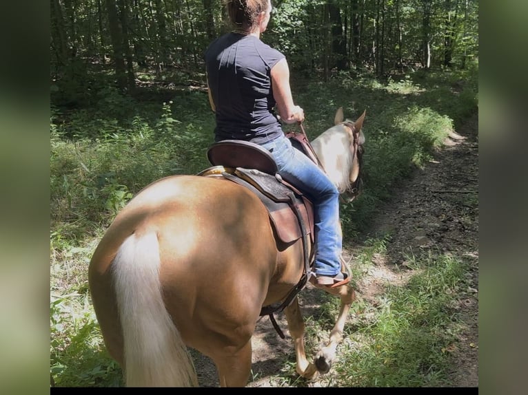 American Quarter Horse Giumenta 6 Anni Palomino in Weatherford