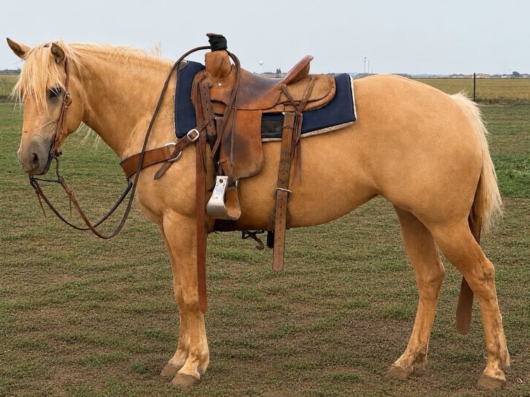 American Quarter Horse Giumenta 6 Anni Palomino in Canyon