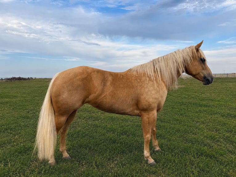 American Quarter Horse Giumenta 6 Anni Palomino in Canyon