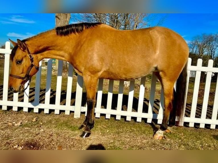 American Quarter Horse Mix Giumenta 6 Anni Pelle di daino in Northfield, MA