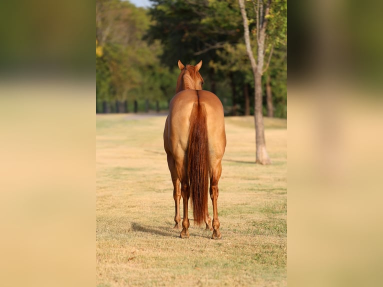 American Quarter Horse Giumenta 6 Anni Red dun in Terrell