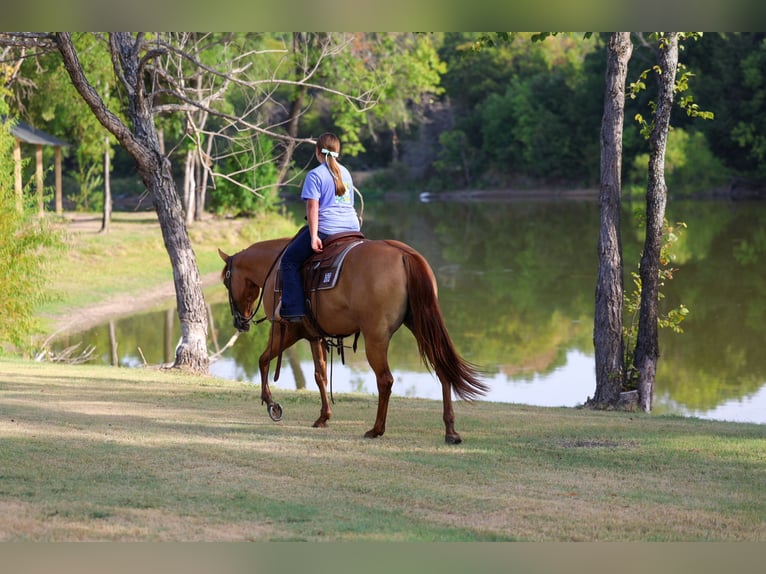 American Quarter Horse Giumenta 6 Anni Red dun in Terrell