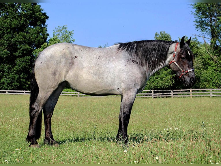 American Quarter Horse Giumenta 6 Anni Roano blu in HIghland MI