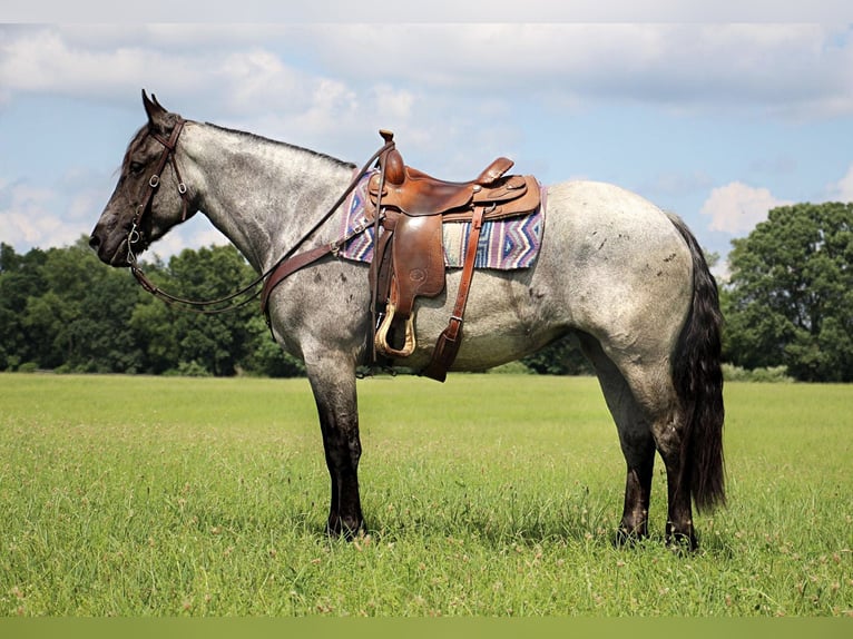 American Quarter Horse Giumenta 6 Anni Roano blu in HIghland MI