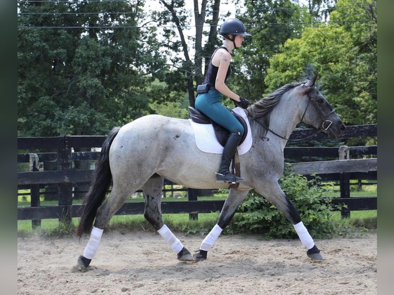 American Quarter Horse Giumenta 6 Anni Roano blu in HIghland MI