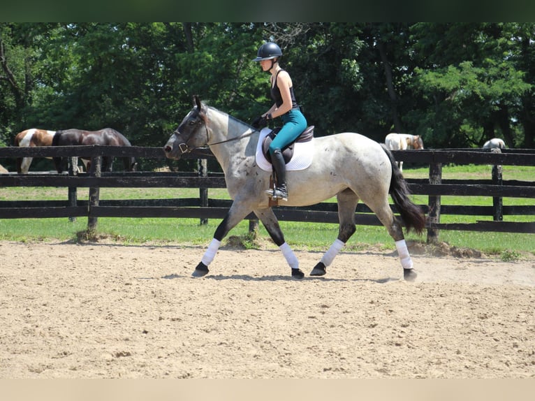 American Quarter Horse Giumenta 6 Anni Roano blu in HIghland MI