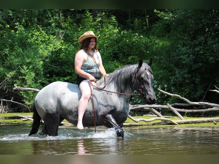 American Quarter Horse Giumenta 6 Anni Roano blu in HIghland MI