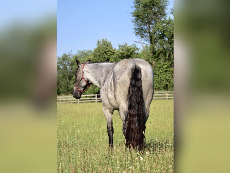 American Quarter Horse Giumenta 6 Anni Roano blu in HIghland MI