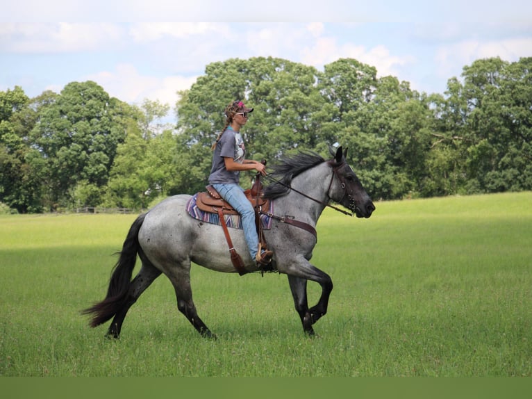 American Quarter Horse Giumenta 6 Anni Roano blu in HIghland MI