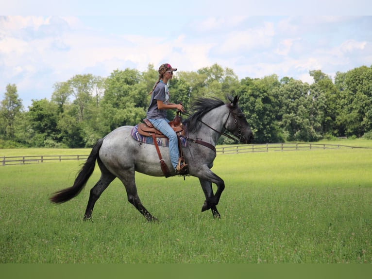 American Quarter Horse Giumenta 6 Anni Roano blu in HIghland MI