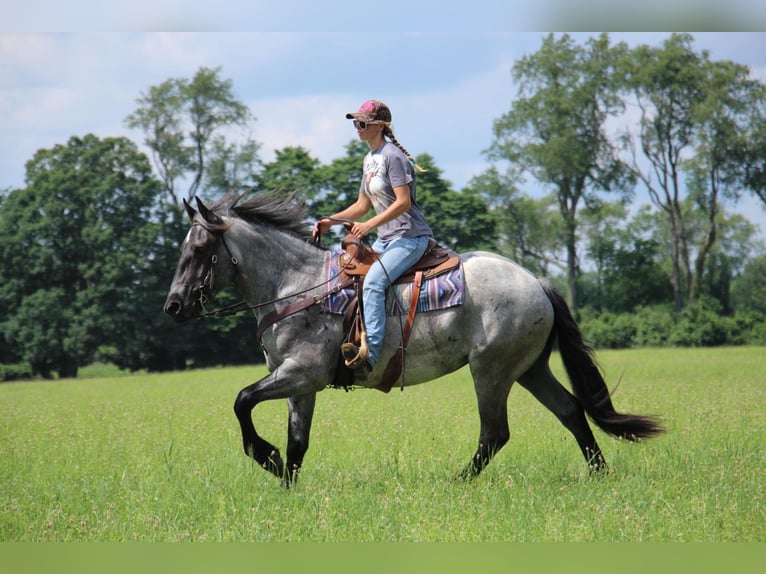 American Quarter Horse Giumenta 6 Anni Roano blu in HIghland MI