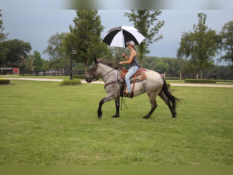 American Quarter Horse Giumenta 6 Anni Roano blu in HIghland MI