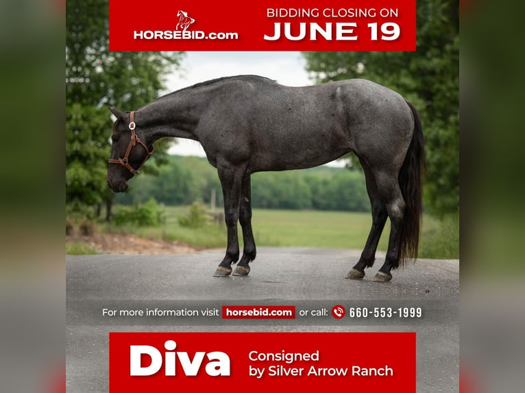 American Quarter Horse Giumenta 6 Anni Roano blu in Mount Vernon, MO