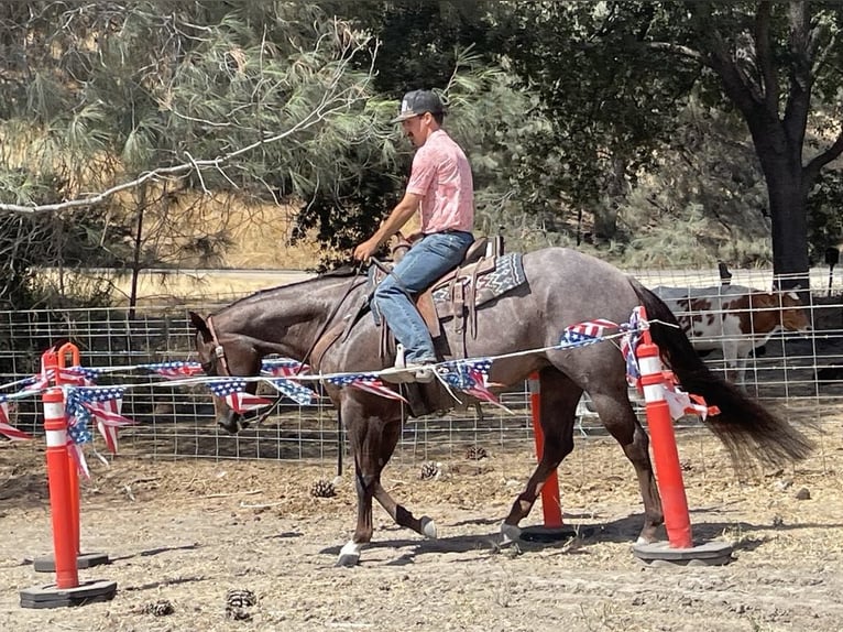 American Quarter Horse Giumenta 6 Anni Roano rosso in Paicines CA