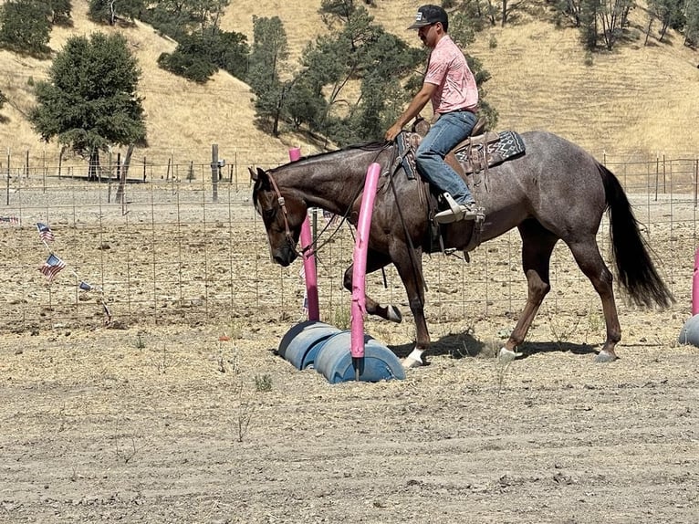 American Quarter Horse Giumenta 6 Anni Roano rosso in Paicines CA