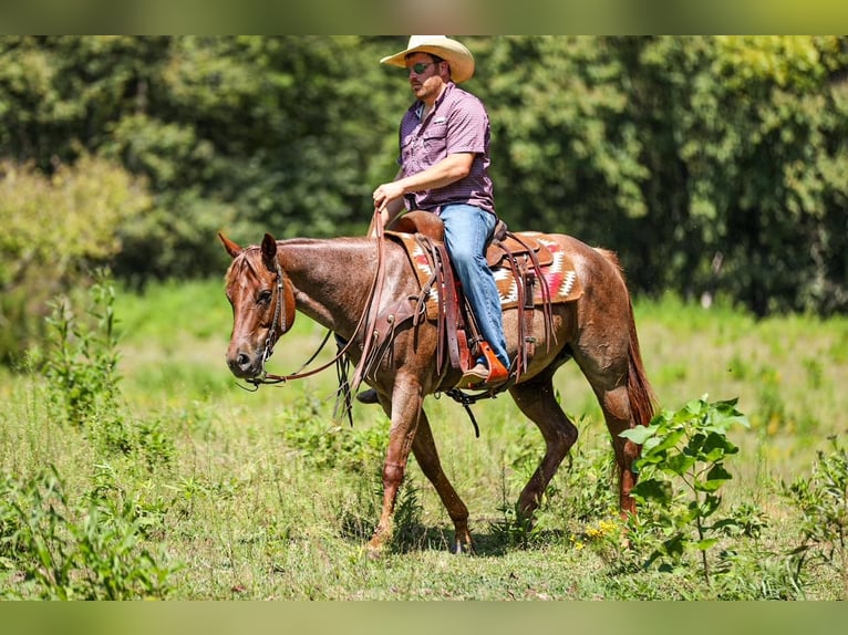 American Quarter Horse Giumenta 6 Anni Roano rosso in Santa Fe