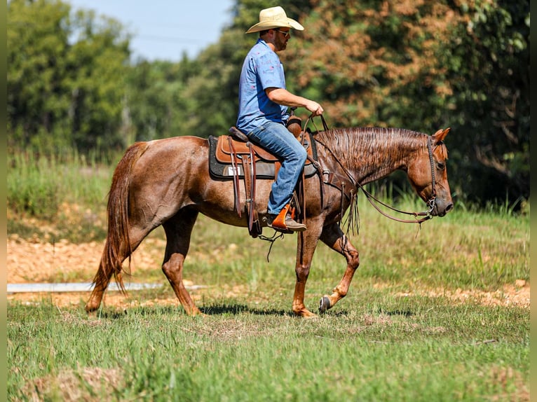 American Quarter Horse Giumenta 6 Anni Roano rosso in Santa Fe