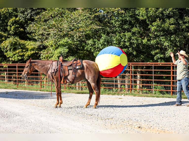 American Quarter Horse Giumenta 6 Anni Roano rosso in Santa Fe