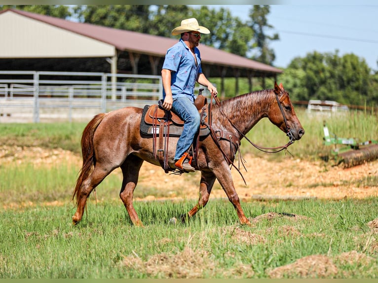 American Quarter Horse Giumenta 6 Anni Roano rosso in Santa Fe