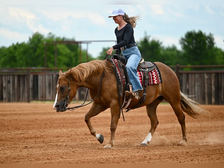 American Quarter Horse Giumenta 6 Anni Sauro ciliegia in Waco