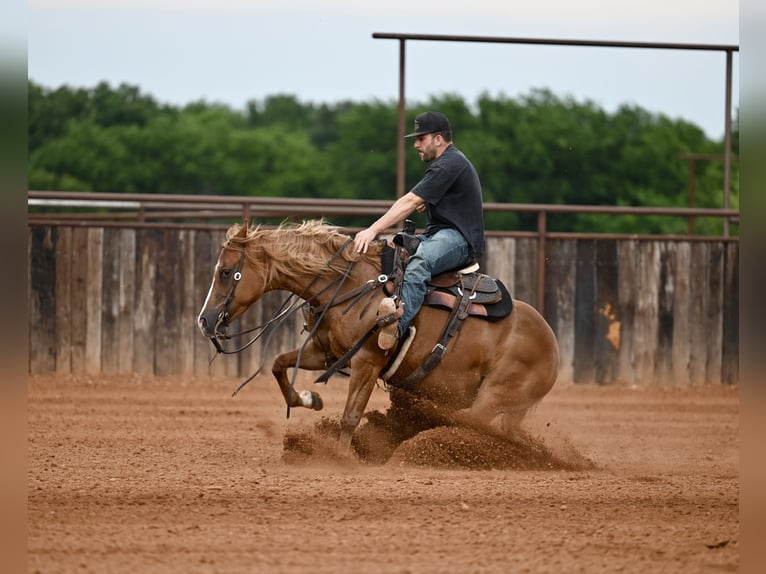 American Quarter Horse Giumenta 6 Anni Sauro ciliegia in Waco