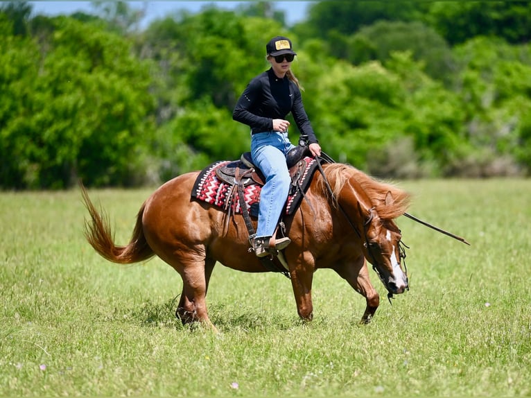 American Quarter Horse Giumenta 6 Anni Sauro ciliegia in Waco