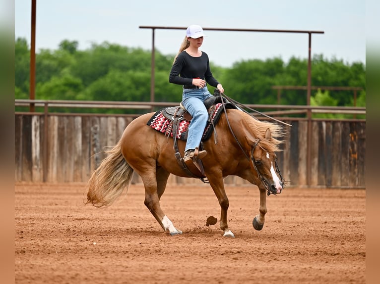 American Quarter Horse Giumenta 6 Anni Sauro ciliegia in Waco